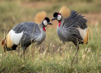 Crowned crane mating dance
