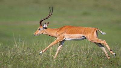Impala running