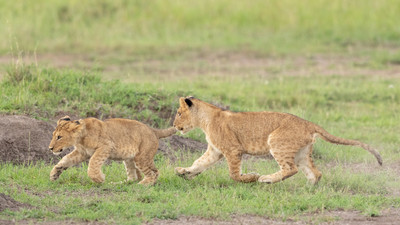 Cub chasing cub