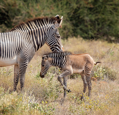 Grevy Zebras