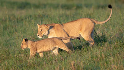 Lioness with cub