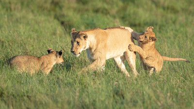 Cubs playing with Mom
