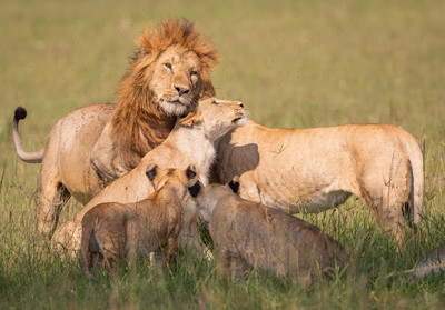 _Welcome_back_King of the Pride