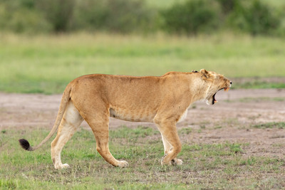 Lioness yawning