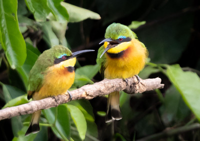 Little_Bee-eaters_proposal_to_mate