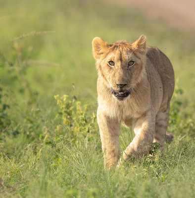 Cub walking towards me