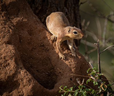 Slender Mongoose
