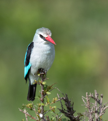 kingfisher