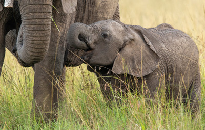 Elephant baby