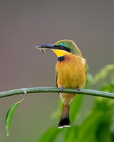 Little_Bee_Eater_with_bee