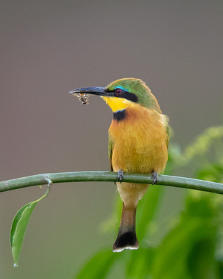 Little_Bee_Eater_with_bee