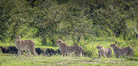 Cheetah family beginning the hunt