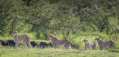 Cheetah family beginning the hunt