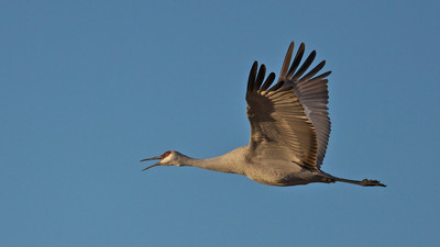 Sand Hill Crane Flying
