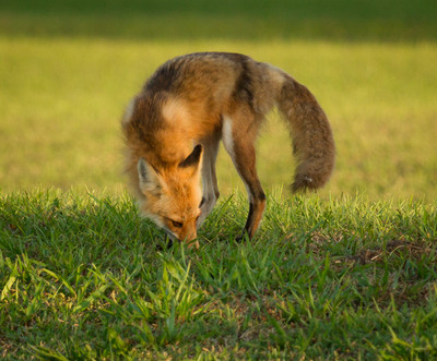 Mama Fox Searching for Cache