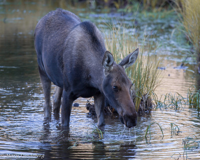 Wet Moose_