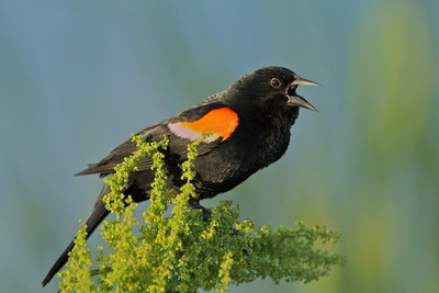 Red Winged Blackbird singing