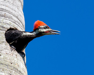 Almost Fledged