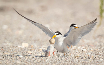 MaryLundeberg_least tern5