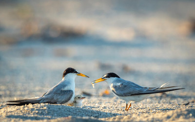 MaryLundeberg_least tern3
