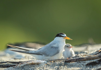 MaryLundeberg_least tern4