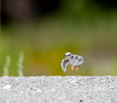 MaryLundeberg_least tern2