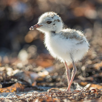 MaryLundeberg_snowy plover
