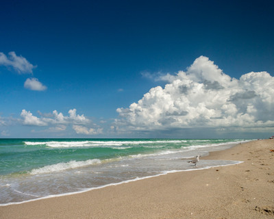 Seagull_standing_on_shore