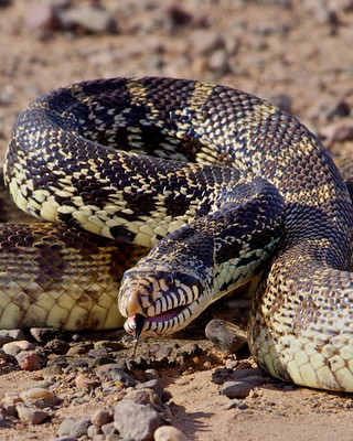 Bull Snake