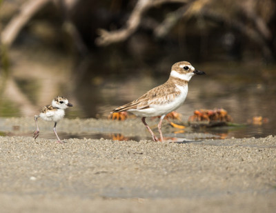 Wilson's plover with chick