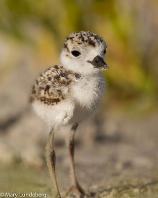 Wilson's Plover Chick