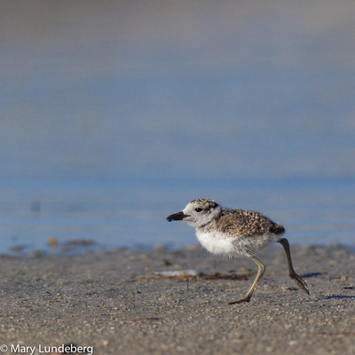 Wilson's plover juvenile