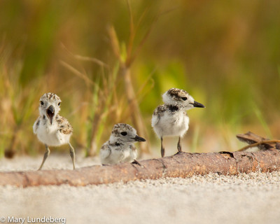 Three Wilson's plover chicks