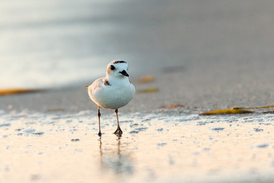 Snowy Plover, Boca Grande