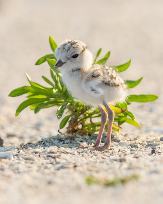 Snowy Plover chick
