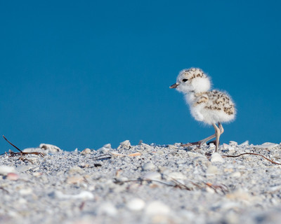 Snowy Plover chick near Gulf