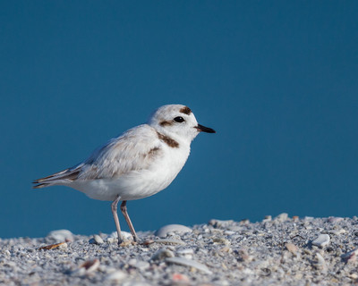 Snowy Plover male
