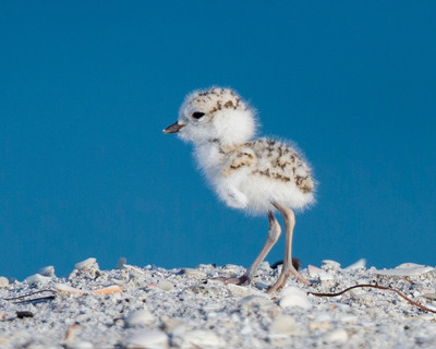 3.Snowy Plover chick at wrack line