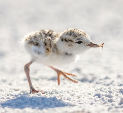 5. Snowy plover chick eating insect