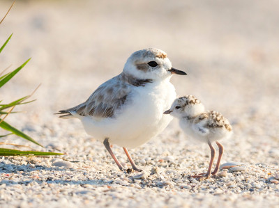 Snowy Plover brooding chick