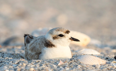 Snowy plover nesting