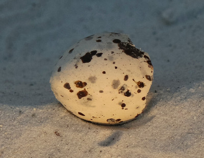 11.Broken_egg_after_tropical_storm