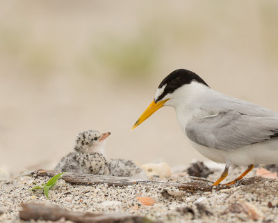Least_tern_looking_at_newborn_chick