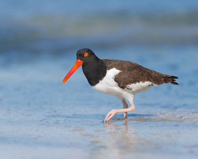 Oystercatcher