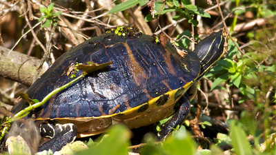 Florida Red-Bellied Turtle