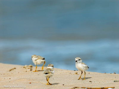 Three_wild__Piping_Plover_Chicks_before_Banding_