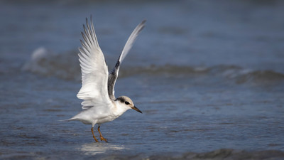 Least_Tern_Fledgling