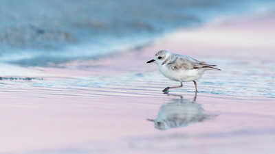 Snowy_plover_reflection_at_dawn