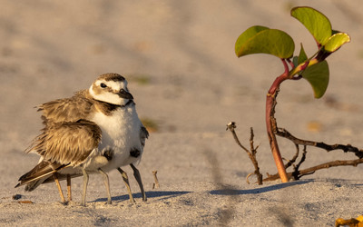 Wilson's_plover_with_chick_under_each_wing