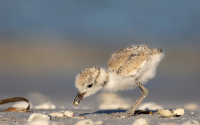 Snowy_Plover_Roving_chick_eating_sandflea